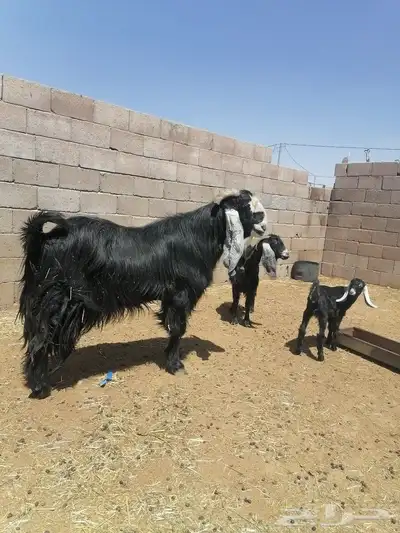 تيس فاخر 2
