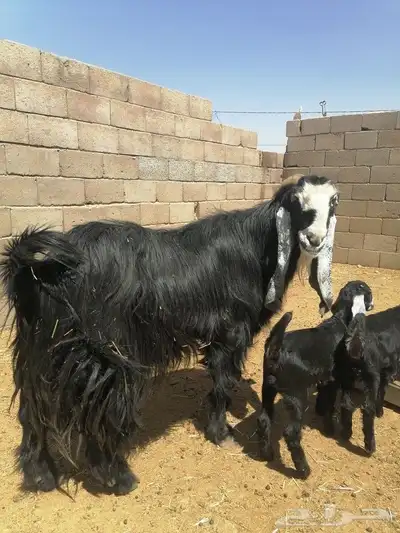 تيس فاخر 7