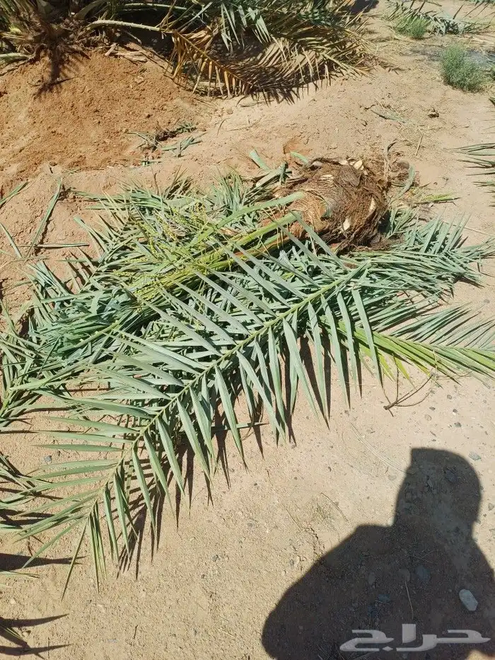 يوجد لدينا فسايل نخيل خلاص حساء ونقوم بقشع وزرع الفسايل 19