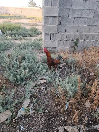 ديك باكستاني بيور 6