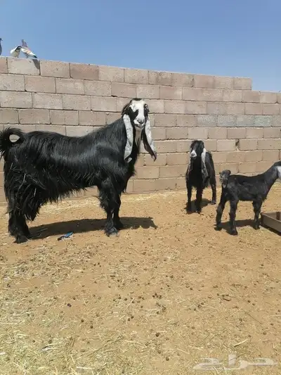 تيس فاخر 3