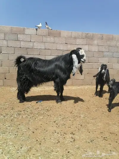 تيس فاخر 4