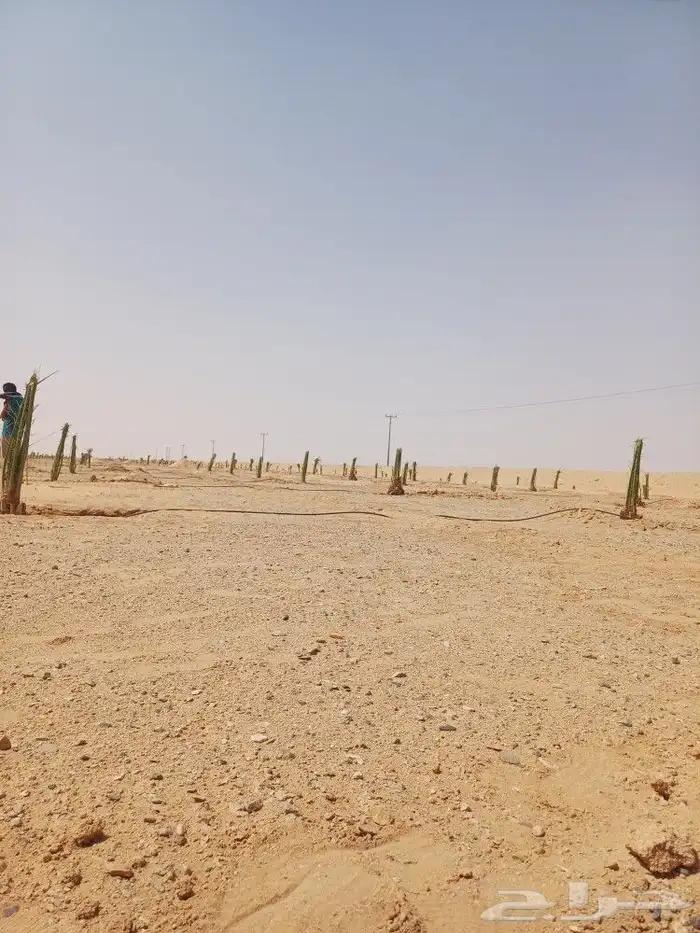 يوجد لدينا فسايل نخيل خلاص حساء ونقوم بقشع وزرع الفسايل 11