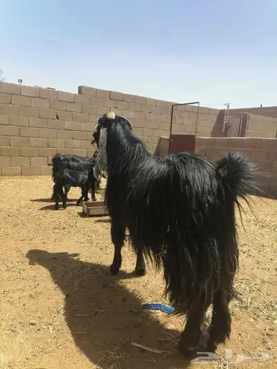 تيس فاخر 6