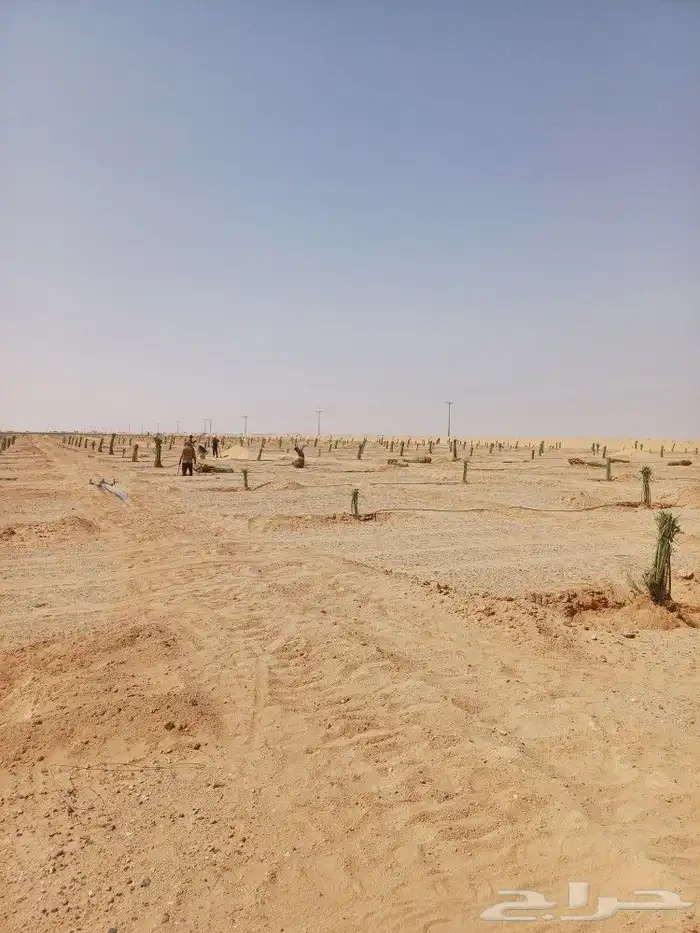 يوجد لدينا فسايل نخيل خلاص حساء ونقوم بقشع وزرع الفسايل 13
