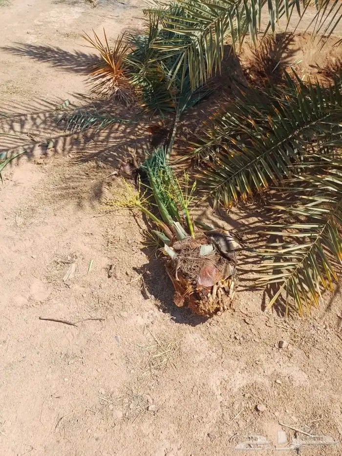 يوجد لدينا فسايل نخيل خلاص حساء ونقوم بقشع وزرع الفسايل 17
