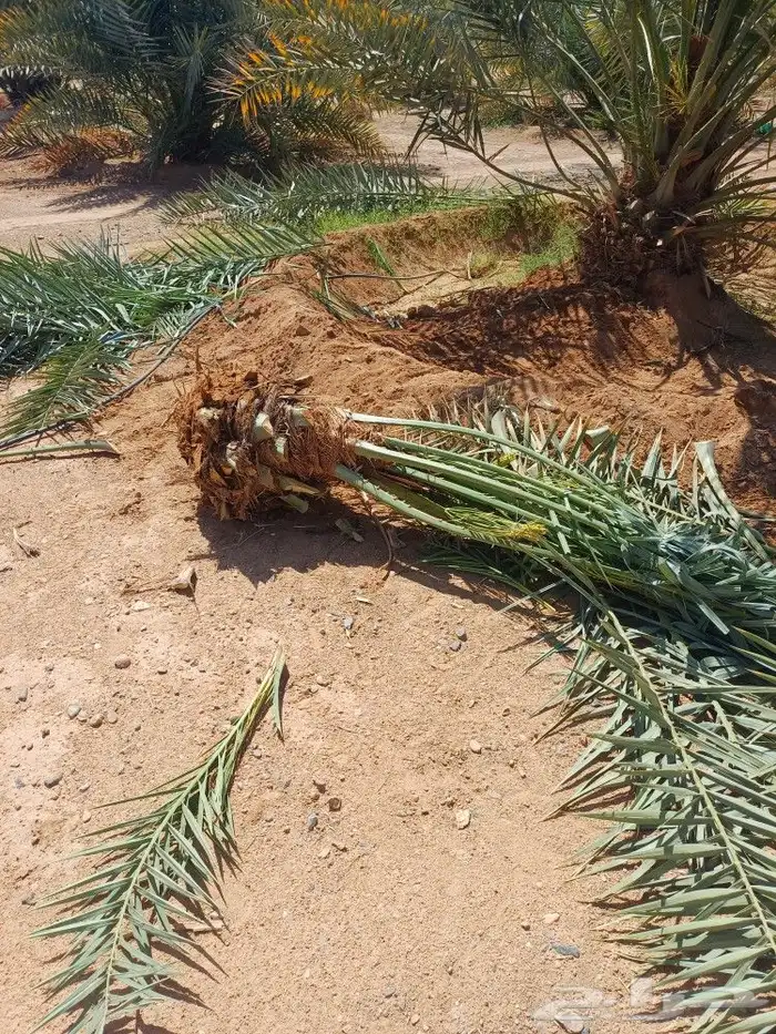 يوجد لدينا فسايل نخيل خلاص حساء ونقوم بقشع وزرع الفسايل 18