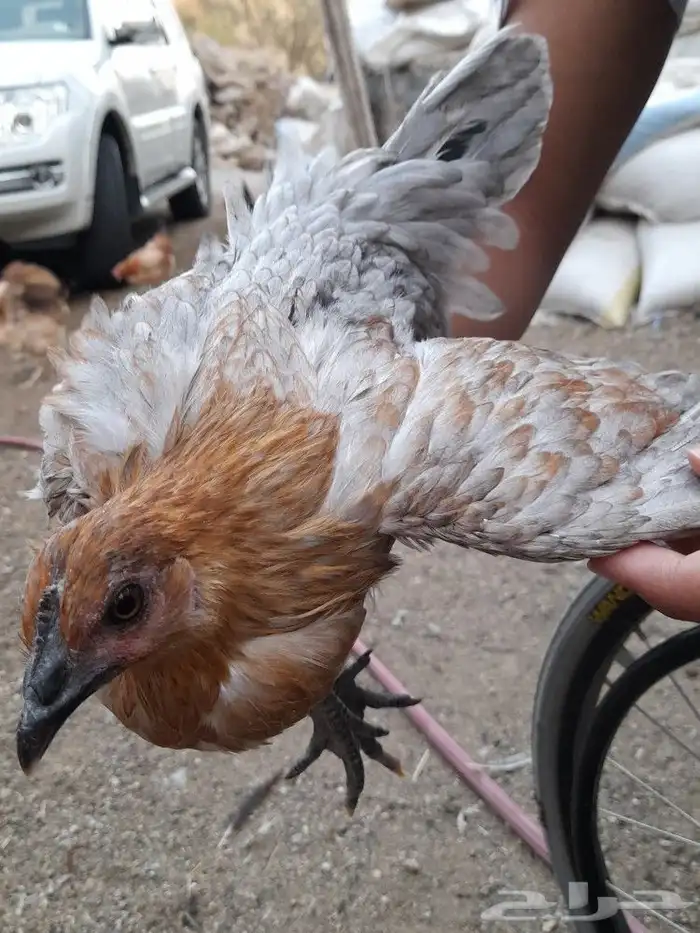 دجاج للبيع ... 1