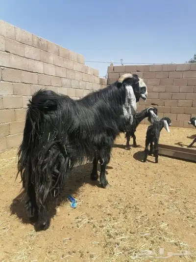 تيس فاخر 1
