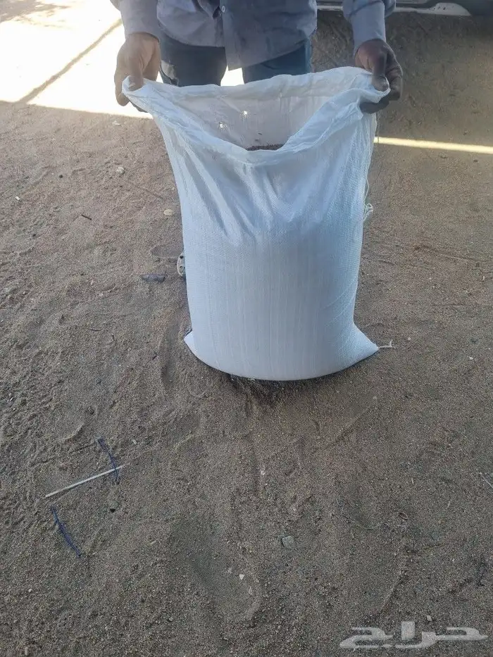 حنطه بلدي عضويه 3