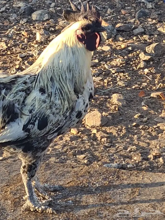 دجاج وديوك 3