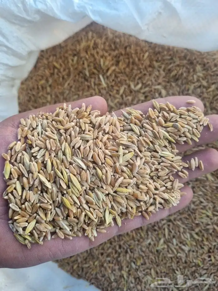 حنطه بلدي عضويه 0