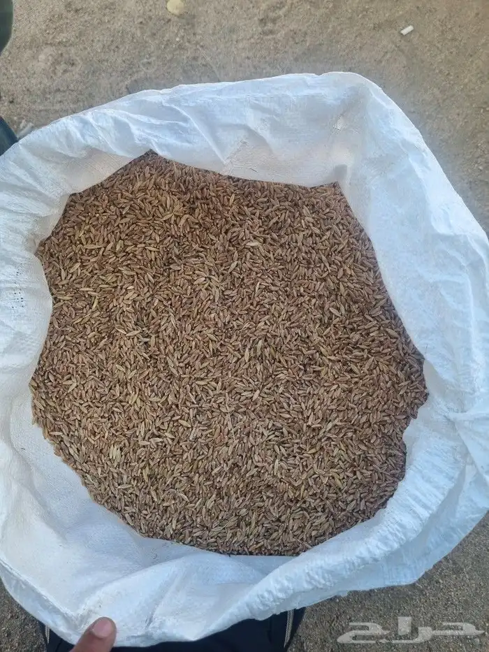 حنطه بلدي عضويه 2