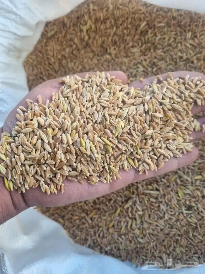 حنطه بلدي عضويه 1