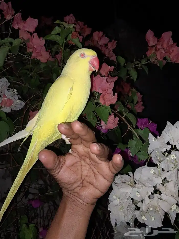 تم البيع انثى دره هولندي اليفه تم البيع 0
