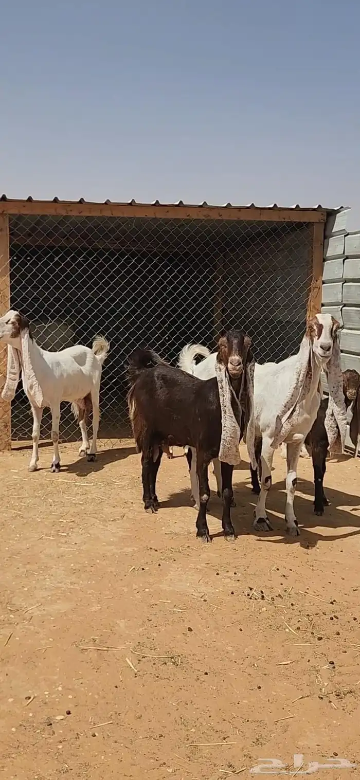 معزاء هولندية طيبة ثلاث تحتها ثلاث 1