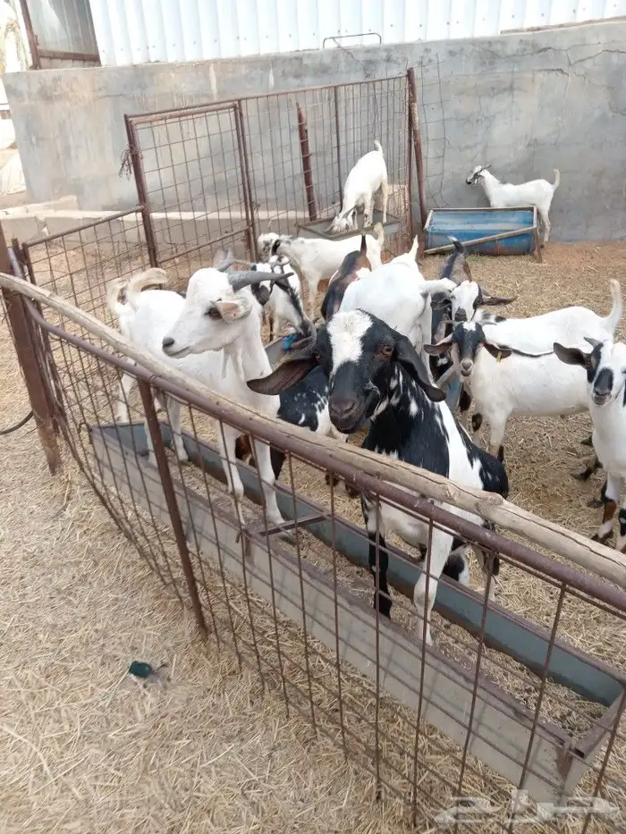 تيوس للبيع 3