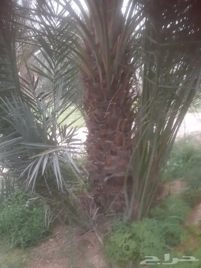نخل للبيع 6