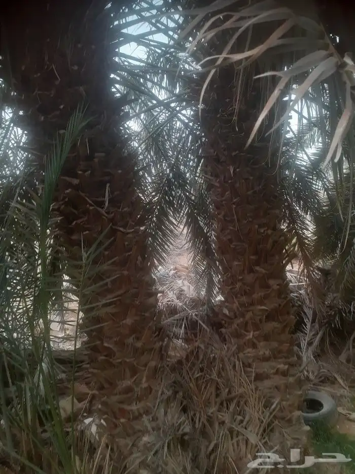 نخل للبيع 3