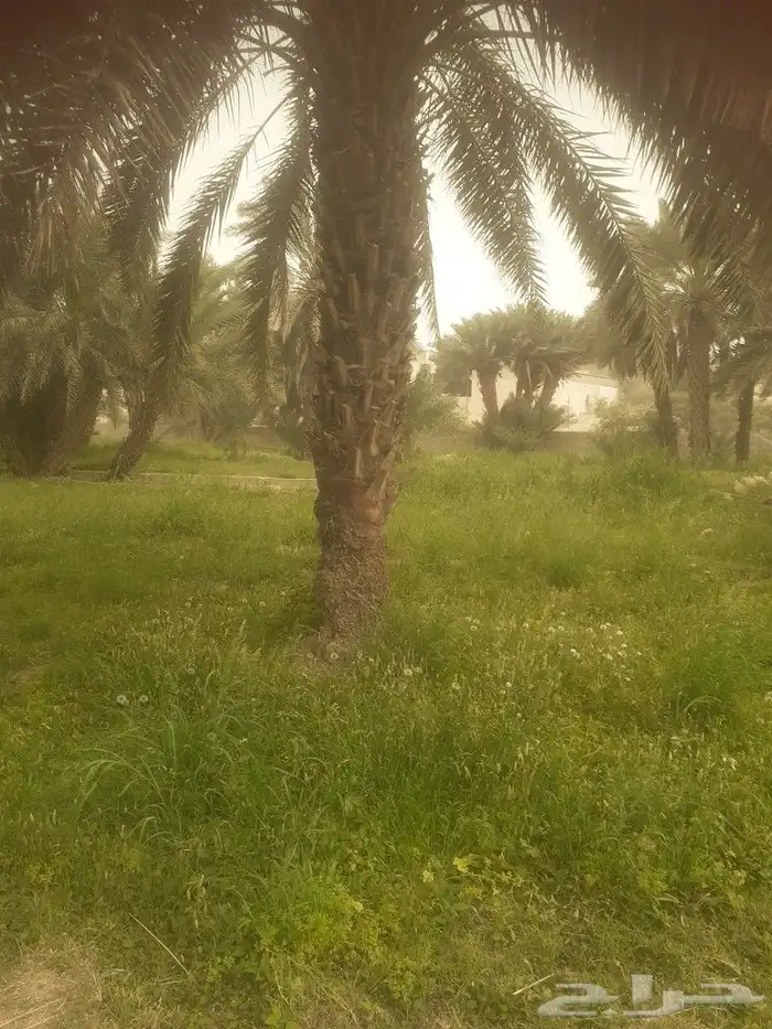 نخل للبيع 1