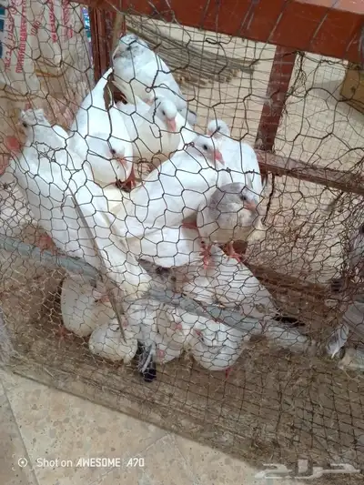 فروخ حمام فرنسي يوجد ذبح 2