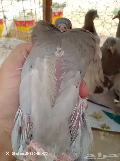 فروخ حمام فرنسي يوجد ذبح 0
