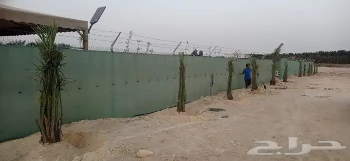 جميع انواع النخيل عربي وامريكي 0