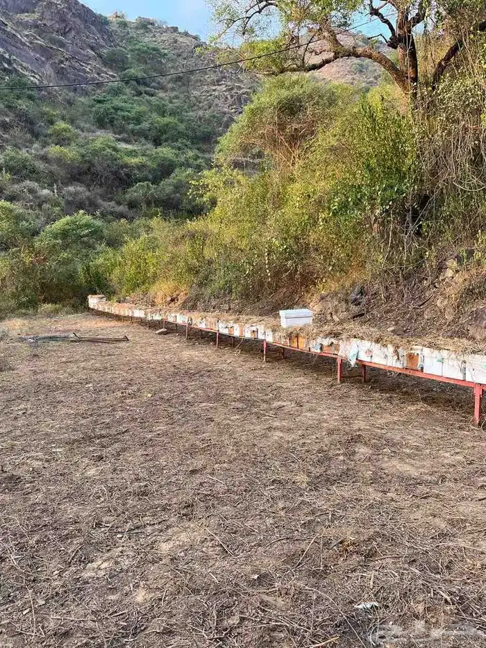 عسل سدر اصلي 100 يستخرج من مناحلنا في جبال بلغازي في الجنوب 4