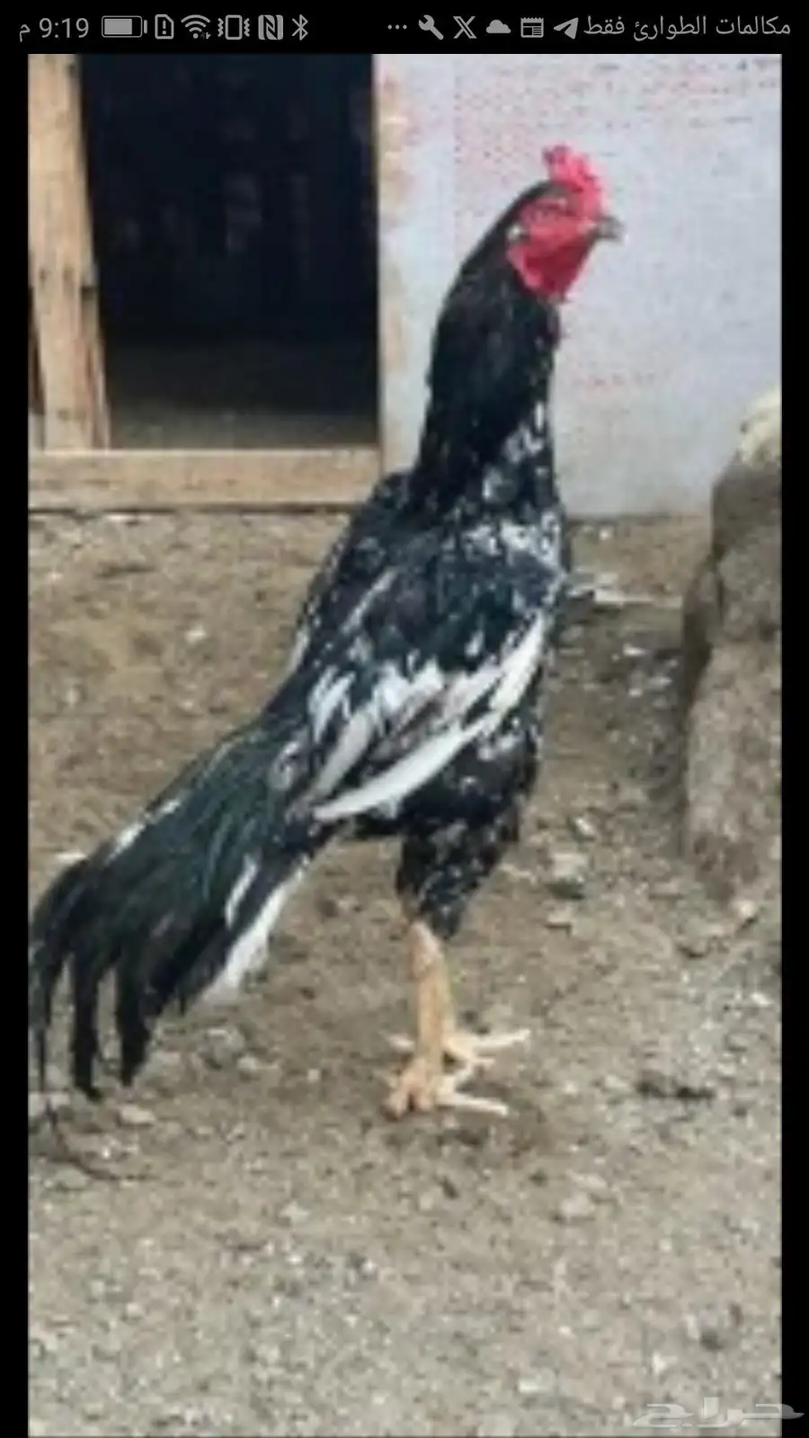 ديك باكستاني اصل 0