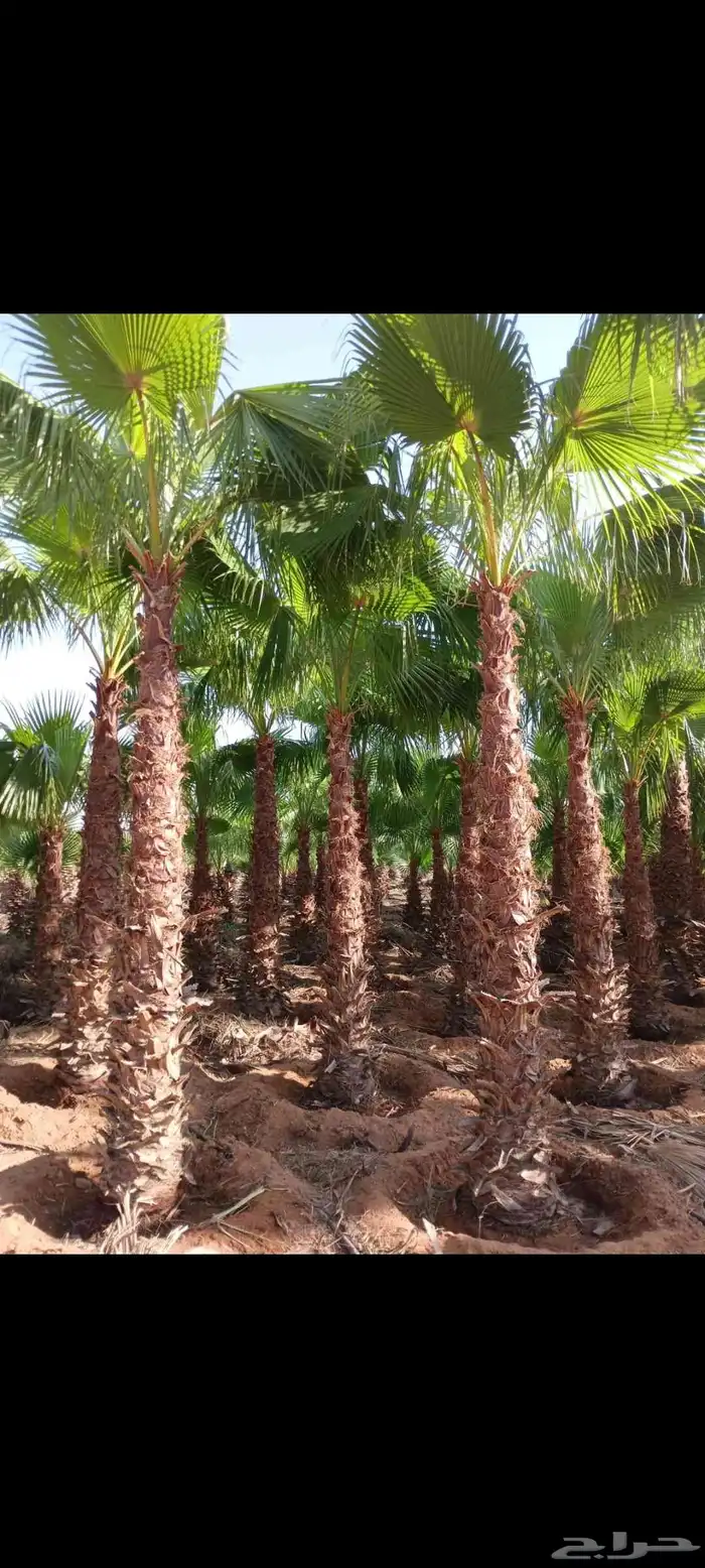 نخل واشنطني وعربي بسعار طيبه 5