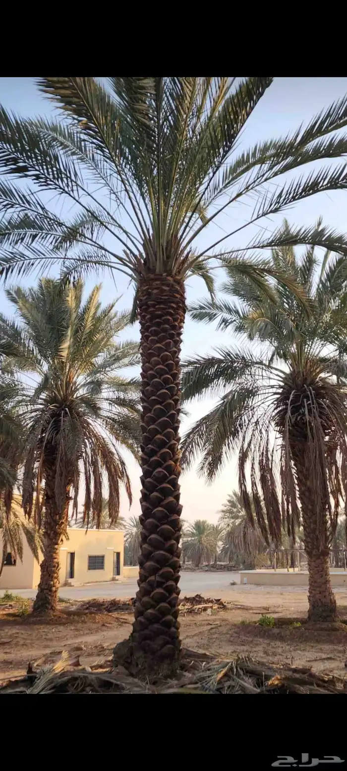 نخل واشنطني وعربي بسعار طيبه 2