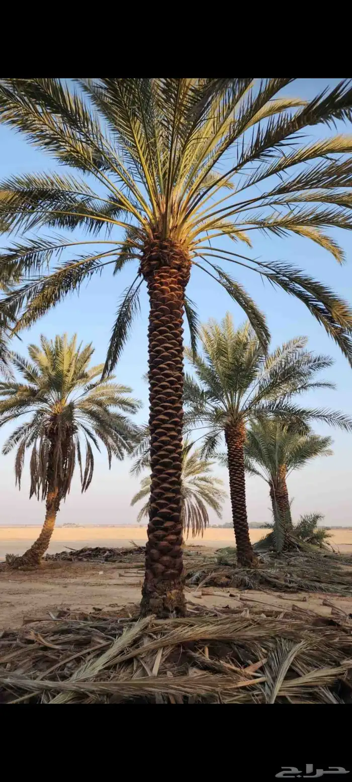 نخل واشنطني وعربي بسعار طيبه 0