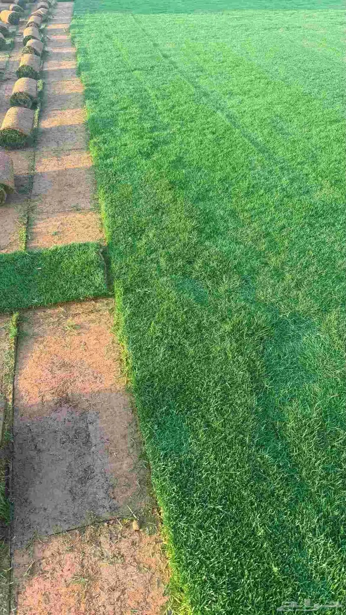 ثيل نجيل طبيعي درجة أولى انتاج مزارع الخرج 2