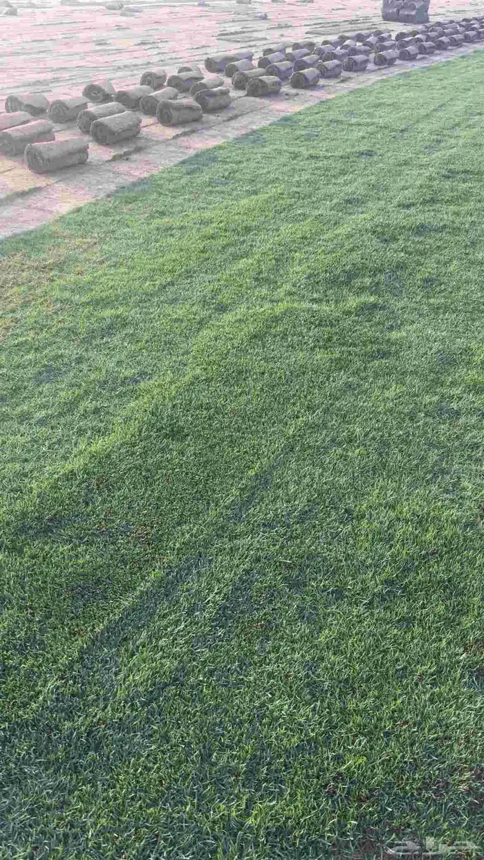 ثيل نجيل طبيعي درجة أولى انتاج مزارع الخرج 8