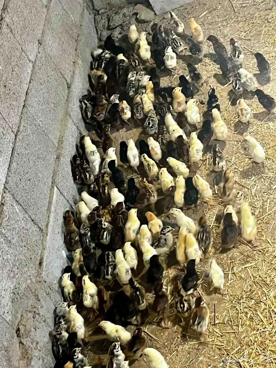 صيصان بلدي فيومي تركي فرنسي 3