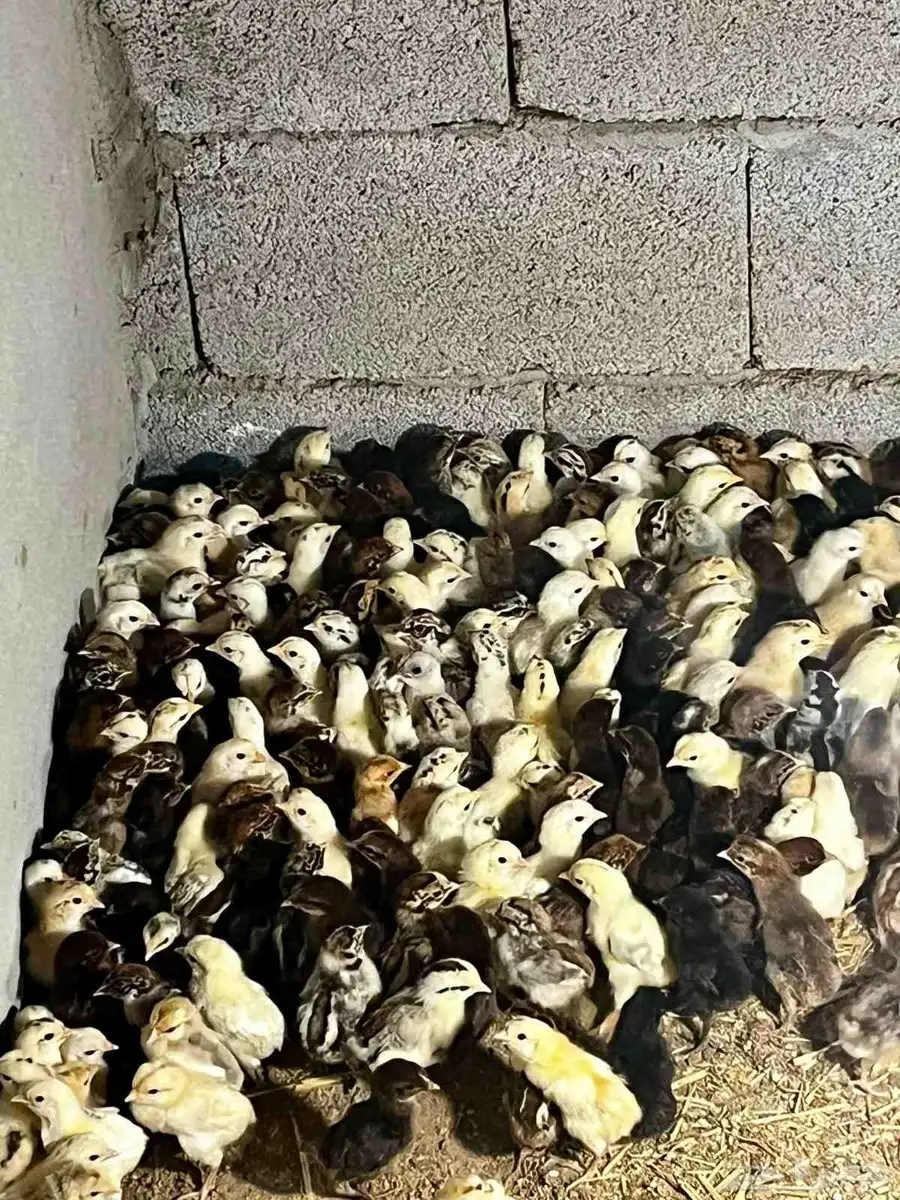 صيصان بلدي فيومي تركي فرنسي 5