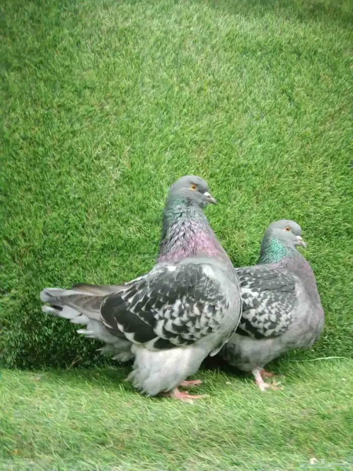 حمام فرش موندين 1
