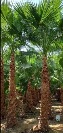 نخل واشنطونيا امريكي 2