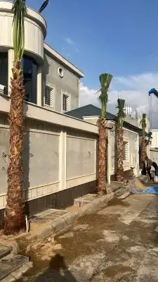 نخل واشنطونيا امريكي 8