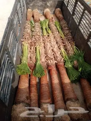 نخل واشنطونيا امريكي 0