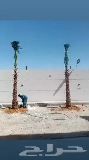 نخل واشنطونيا امريكي 4
