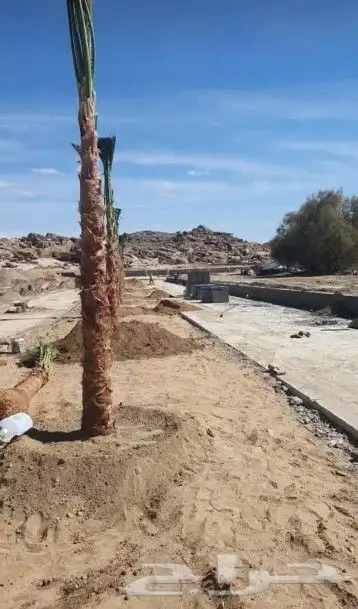 نخل واشنطونيا امريكي 7