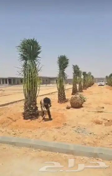 نخل للبيع جميع النواع انخل العربي سكري إخلاص برحي صقعي مجدول 3
