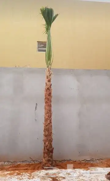 نخل واشنطونيا امريكي 6