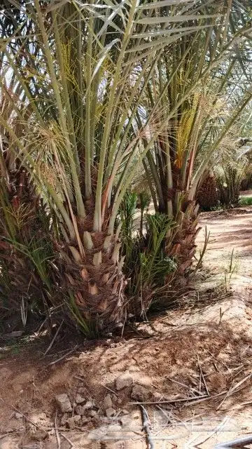 نخل فسايل مثمر اخلاص وسكري 3