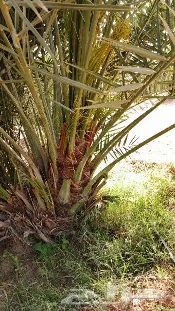 نخل فسايل مثمر اخلاص وسكري 4