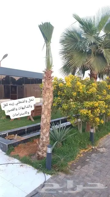 السلام عليكم يوجد لدينا جميع انواع النخل صقعي ومجدوله وهل 4