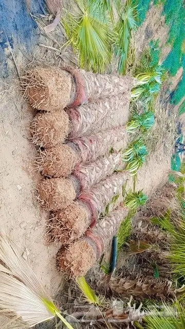 نخل واشنطونيا امريكي 3