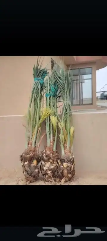 يتوفر لدينا نخيل عربي مثمر وفحالات غنامي اتصل نصل 1