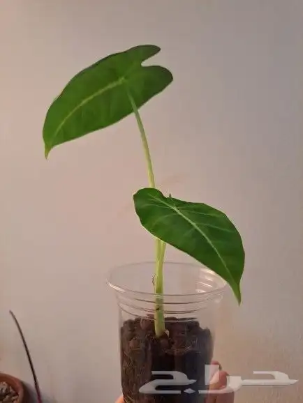 نبتة alocasia micholitziana داخلية للبيع 4
